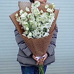 7 белых дельфиниумов в упаковке