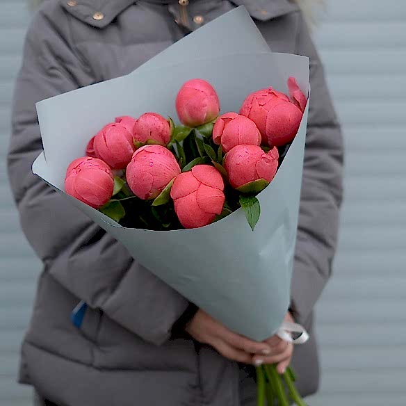 9 коралловых пионов в упаковке (Голландия)