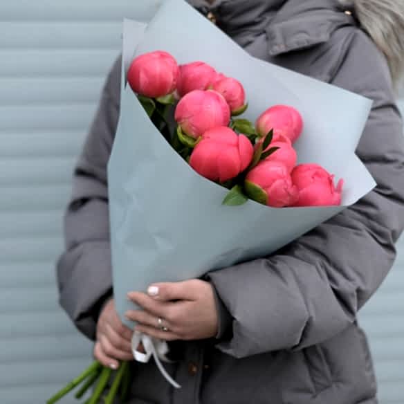 9 коралловых пионов в упаковке (Голландия)