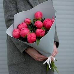 9 коралловых пионов в упаковке (Голландия)