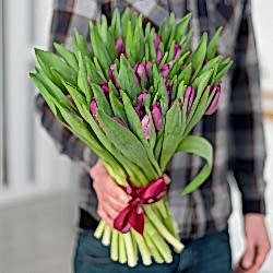 51 фиолетовый тюльпан