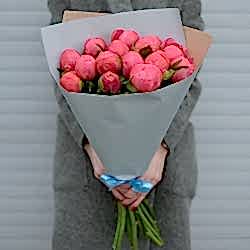 15 коралловых пионов в упаковке (Голландия)