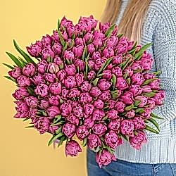 101 фиолетовый тюльпан (Пионовидные)