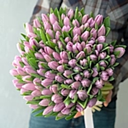 101 фиолетовый тюльпан