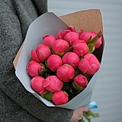 15 коралловых пионов в упаковке (Голландия)