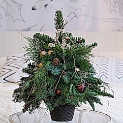 Новогодняя Ель "Шоколад"