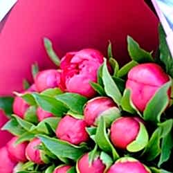 25 бордовых пионов в упаковке
