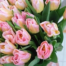 51 розовый пионовидный тюльпан