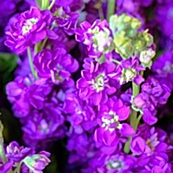 15 фиолетовых маттиол в упаковке