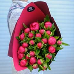 25 бордовых пионов в упаковке