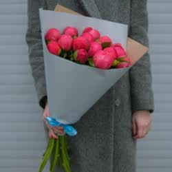 15 коралловых пионов в упаковке (Голландия)