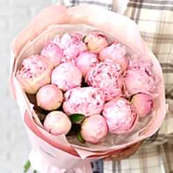 15 нежно-розовых пионов в упаковке (Голландия)
