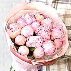 15 нежно-розовых пионов в упаковке (Голландия)