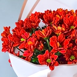5 кустовых хризантем в упаковке