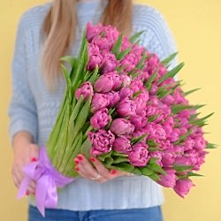 101 фиолетовый тюльпан (Пионовидные)