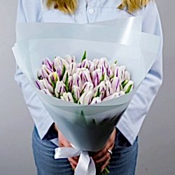 51 бело-фиолетовый тюльпан в упаковке