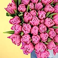 101 фиолетовый тюльпан (Пионовидные)